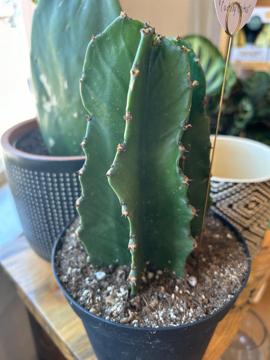 Cactus-6"