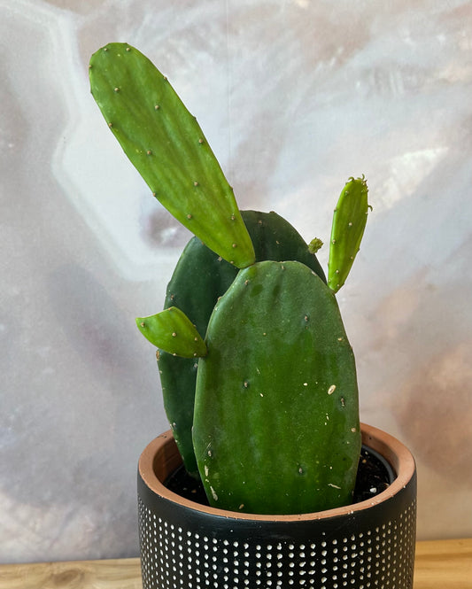Cactus Premium 6"