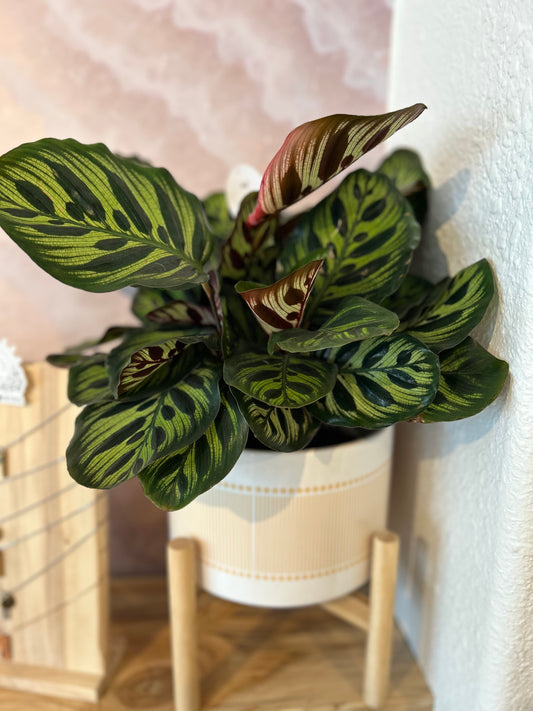 Calathea 6"