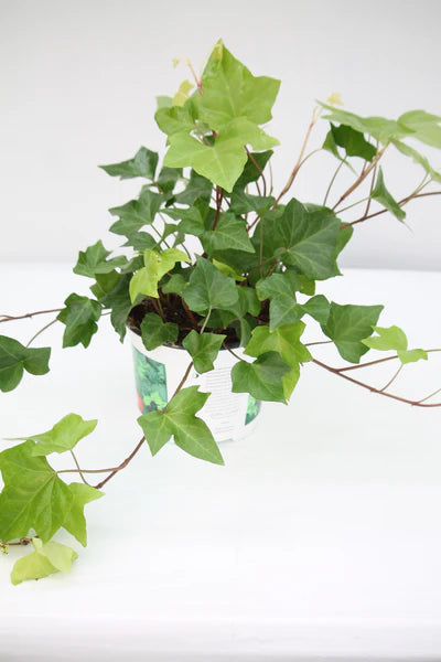 Ivy Algerian 6"