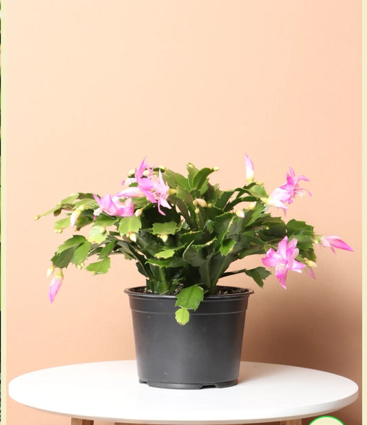 Christmas Cactus- 6"