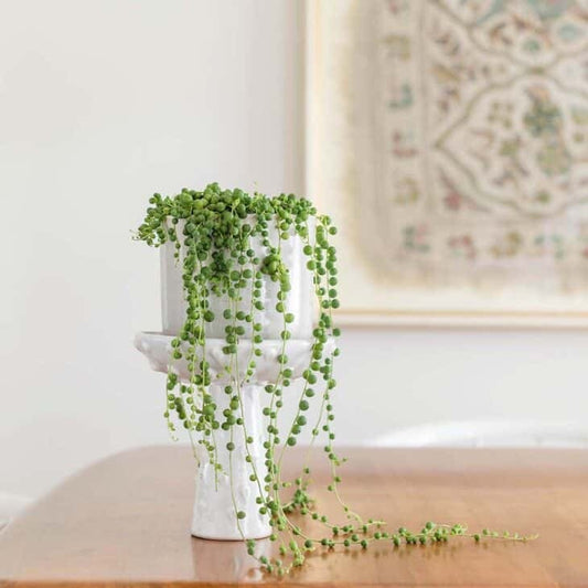 String of Pearls HB-6"