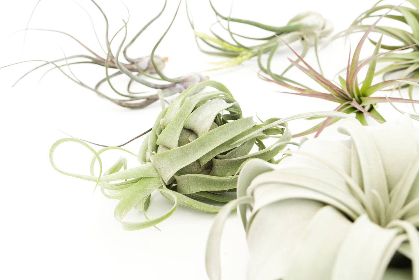 Air Plant-Medium