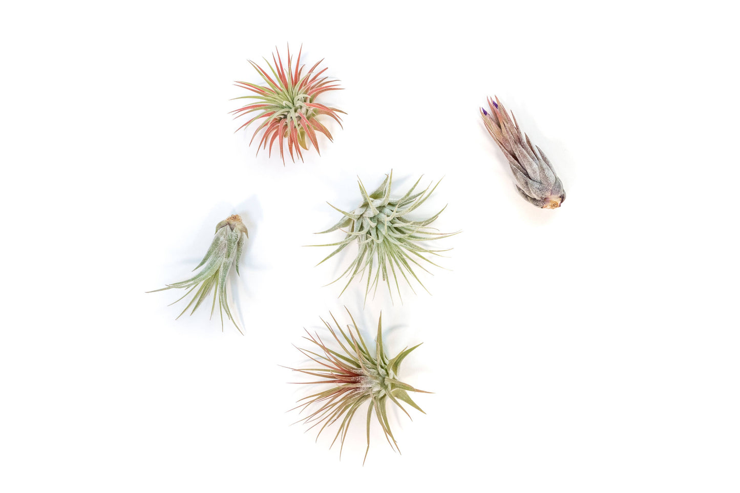 Air Plants-Small