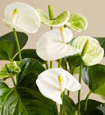 Anthurium- 8”