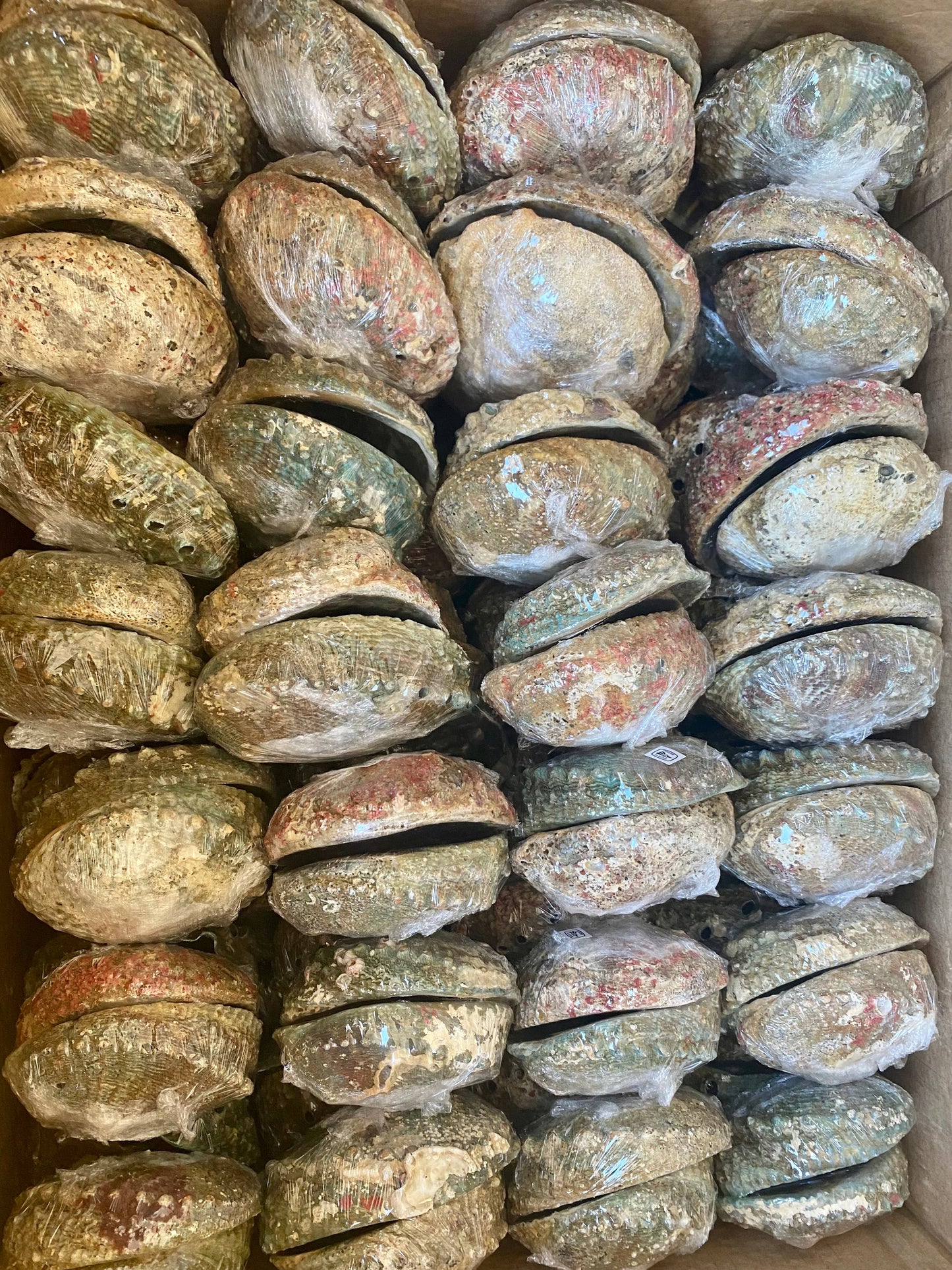 Abalone Shell Smudge Bowls