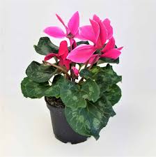 Cyclamen Plant 6"
