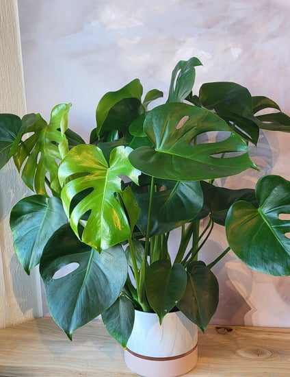 Monstera Split-leaf-6"