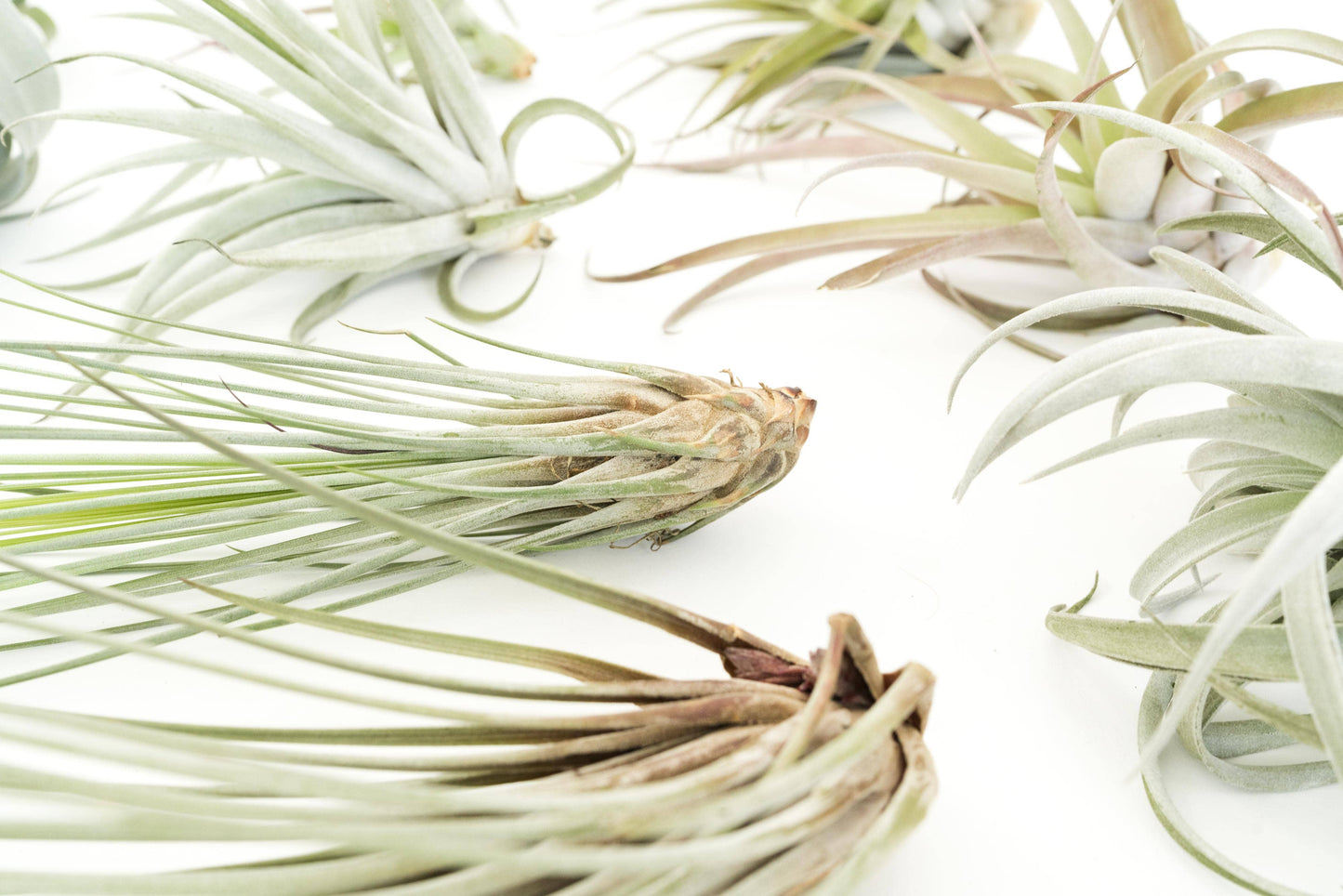 Air Plant-Medium