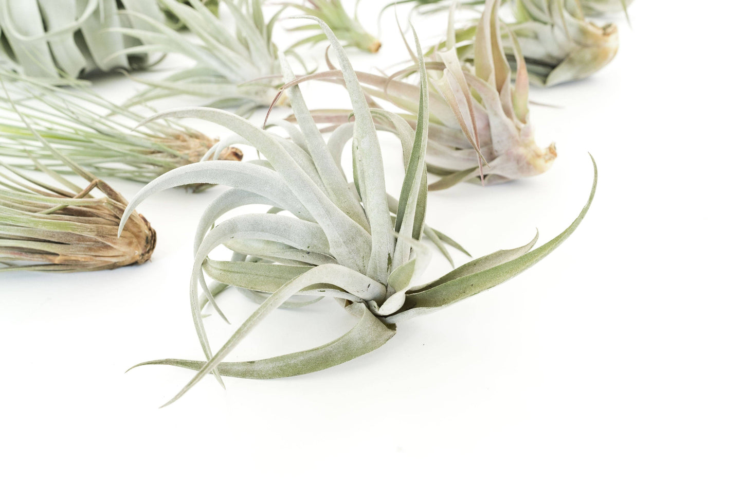 Air Plant-Medium