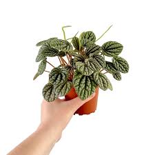 Peperomia-4"