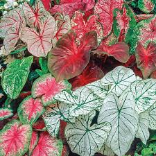 Caladium- 4"
