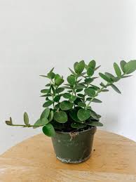 Hoya Cumingiana -4"