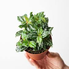 Pilea Plant -4"