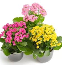 Kalanchoe-4"