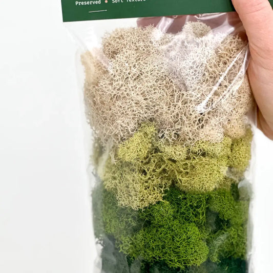 Preserved Reindeer Moss