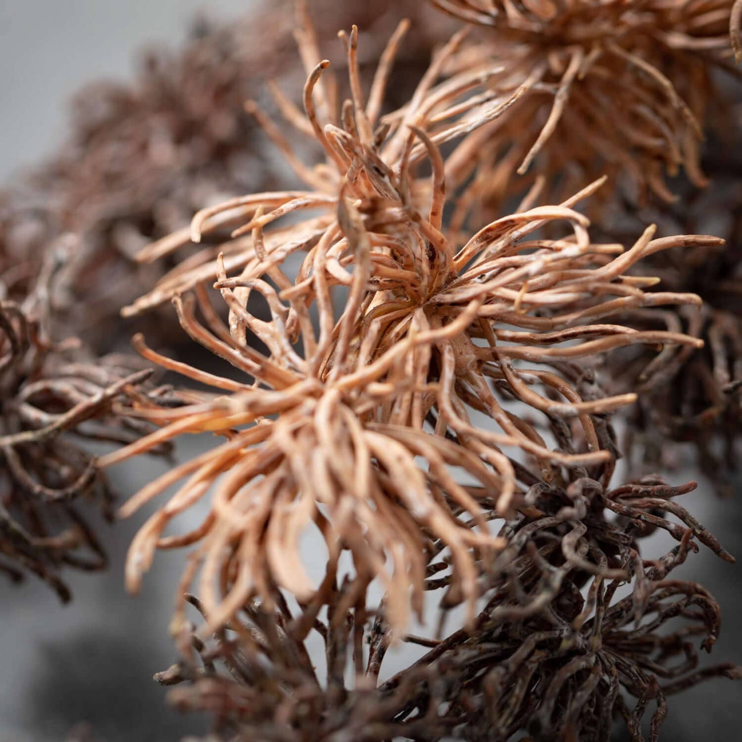 Faux Dried Thistle Spray-Burnt Orange