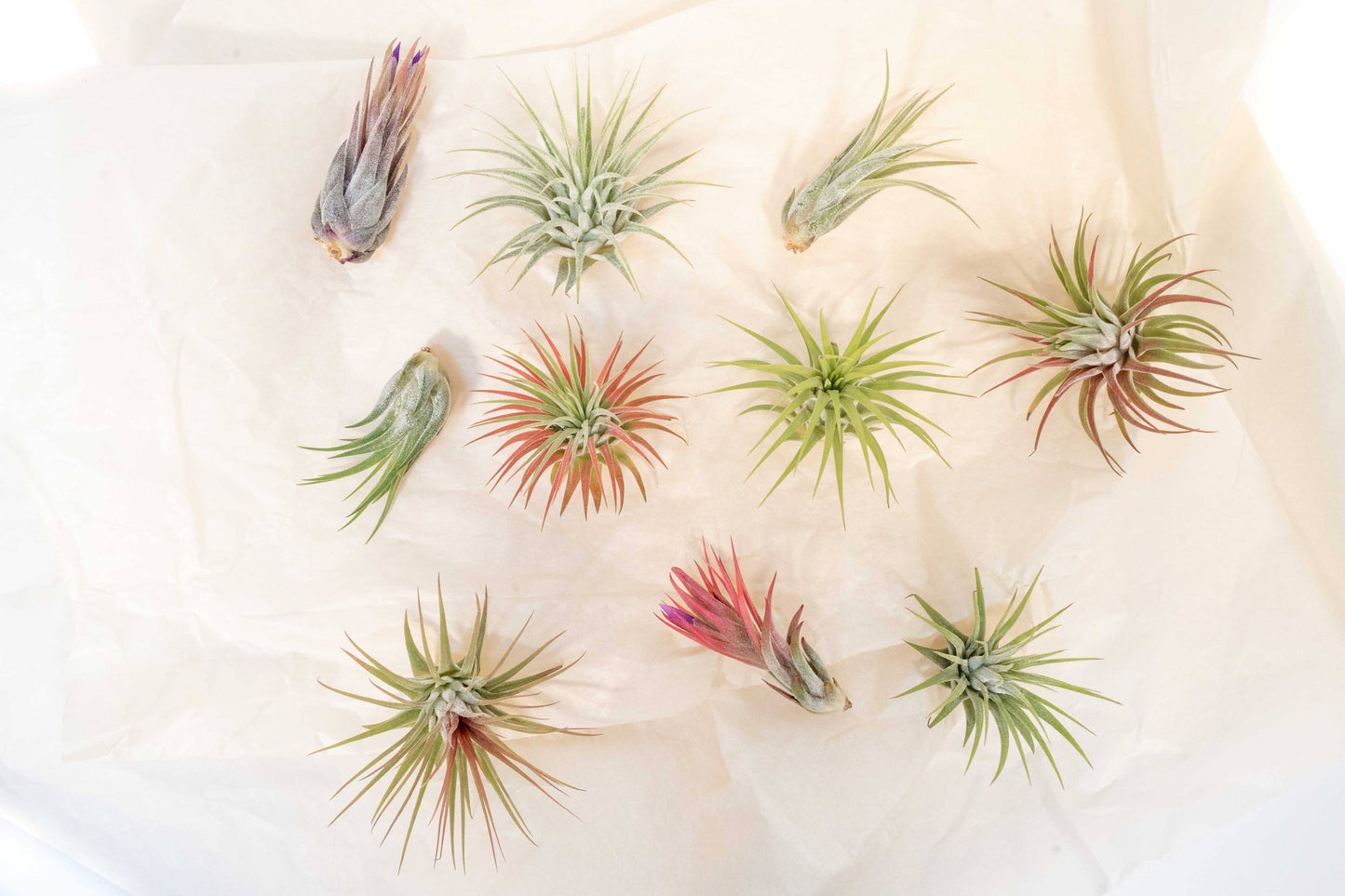 Air Plants-Small