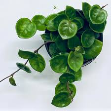 Hoya -4"