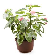 Begonia Angel Wings-4"