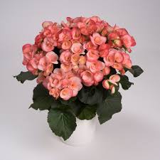 Begonia Reiger- 6"