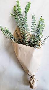 Eucalyptus Bundle