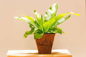 Fern Birds Nest-4"