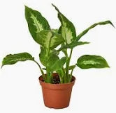 Dieffenbachia- 4"