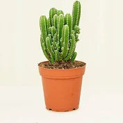 Cactus-Fairy Tale 3.5"