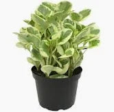 Peperomia-4"