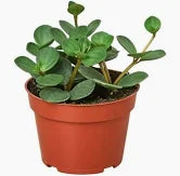 Peperomia-4"