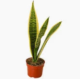Snake plant -4"