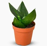 Snake plant -4"