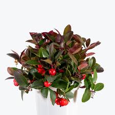 Gaultheria "Winter Berry" Plant 4"
