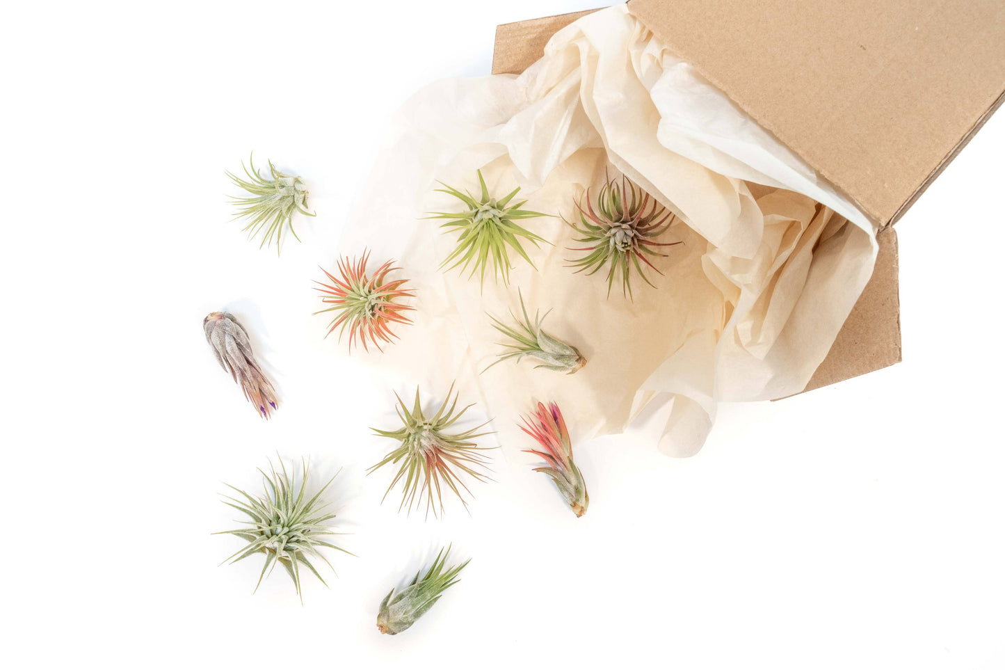 Air Plants-Small